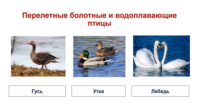 Тема 25. Сезонные изменения экосистем. Весна. Лето. Осень. Зима смотреть онлайн