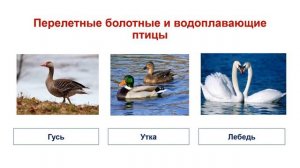 Тема 25. Сезонные изменения экосистем. Весна. Лето. Осень. Зима