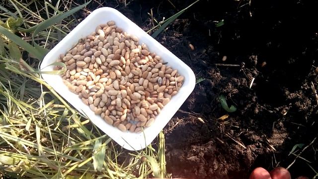 Сажу спаржевую фасоль под/на карликовые деревья. смотреть онлайн