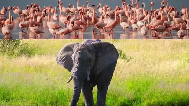 Животный мир саванны#животные#Африка смотреть онлайн