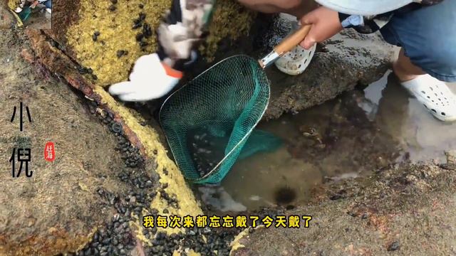 这个季节竟有大量辣螺出洞，密密麻麻的长满礁石，像一面“螺墙” смотреть онлайн