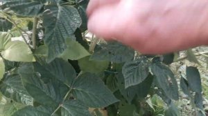 Золотая осень  - малина (ремонтантная)