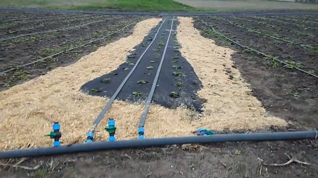 Мульчирование клубники опилками смотреть онлайн