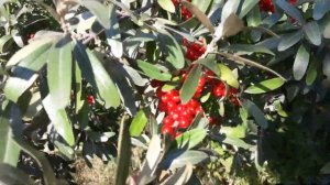 Шефердия серебристая