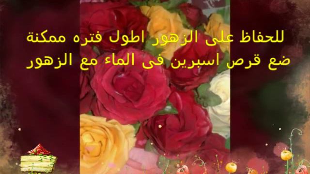 للحفاظ على الزهور اطول فترة ٢٠١٦ смотреть онлайн