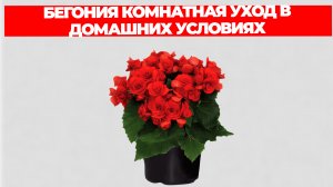 БЕГОНИЯ КОМНАТНАЯ УХОД В ДОМАШНИХ УСЛОВИЯХ