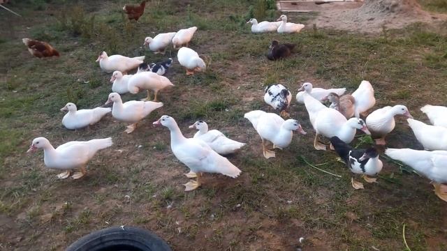 Вес муларда и индоутки в 2 месяца / Сравнение