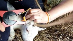 Биркователь//Биркование козлят//На ушко по бирке
