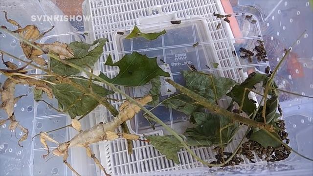 Выбираю НОВОГО ПИТОМЦА / КИЕВСКИЙ ПТИЧИЙ РЫНОК смотреть онлайн