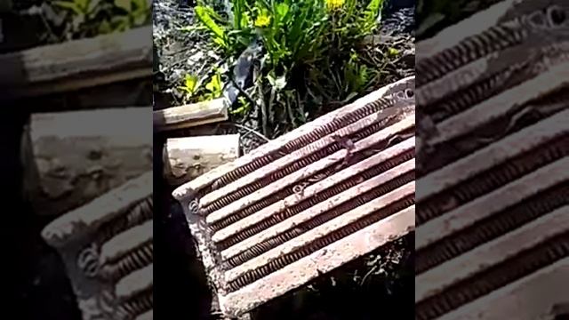 Лещ холодного копчения в домашних условиях смотреть онлайн