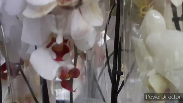 Свежий привоз Орхидей в Леруа! 18 сентября 2023г. смотреть онлайн