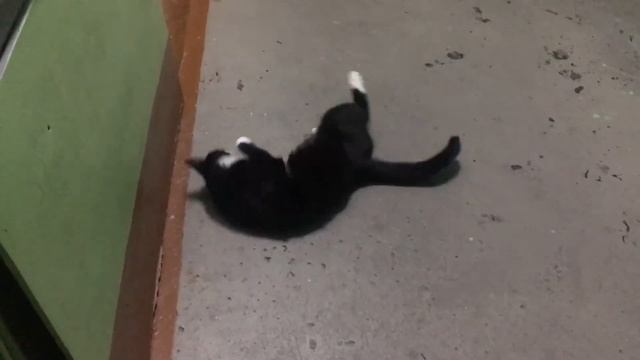 Кошка выбегает в подъезд смотреть онлайн