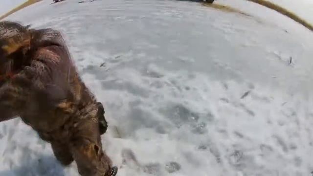 Рыбалка! Ловля маленькой плотвы + щука на жерлицы!