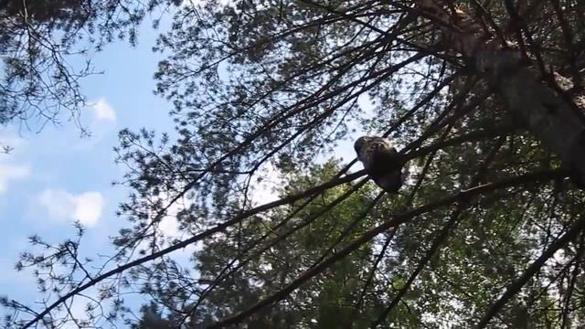 Тургояк. Бородатая неясыть (сова).2 смотреть онлайн