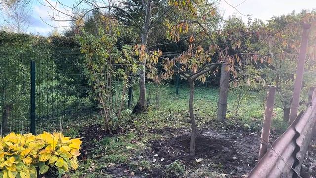 Меняем дизайн сада. Посадка пионов смотреть онлайн