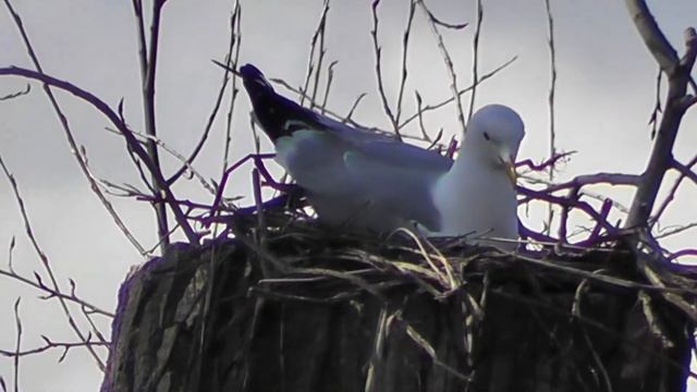 Чайка сделала гнездо на дереве. смотреть онлайн