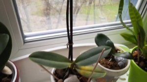 Орхидея "Жёлтая Коровка" сбрасывает листья, а Мильтония продолжает озадачивать..🤗💗