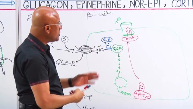 Fed State | Blood Glucose Regulation Part 1/2 смотреть онлайн