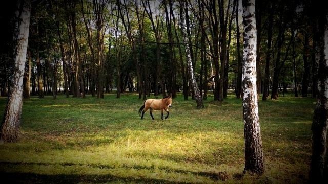 Я пришла за счастьем (Cover by Юлия Славянская) смотреть онлайн
