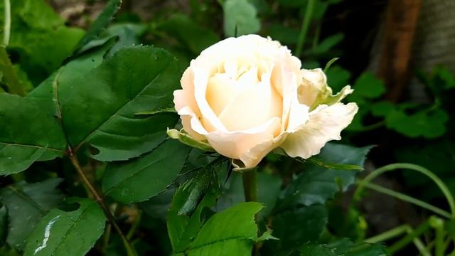 Розы от "Дом и Сад" показываю что выросло.Впечатления от покупки ,моё мнение. смотреть онлайн