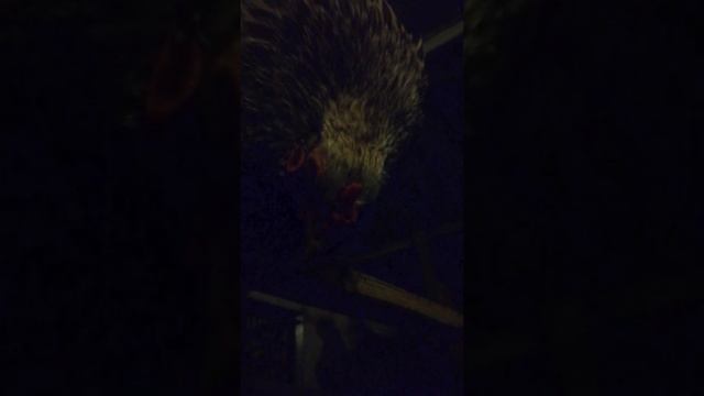 Сон курицы смотреть онлайн