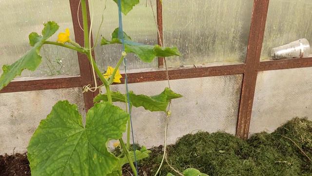 работа на даче, борьба с белокрылкой. #дача #природа