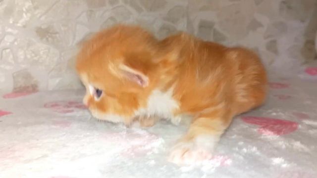 маленькие рыжие котята позируют для фото! ☺ смотреть онлайн