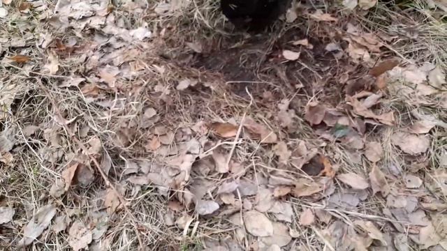 Поиск металла там, где уже много копателей прошло. смотреть онлайн