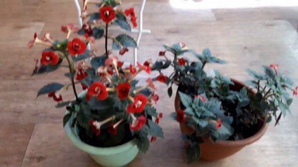 Ахименес Petite Fadette