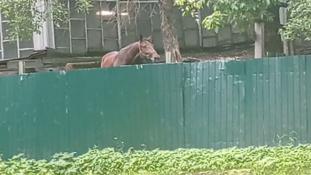 Гуляем в парке. Пришли в контактный зоопарк смотреть онлайн