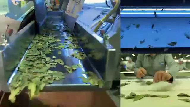 Лавровый лист Kamis смотреть онлайн