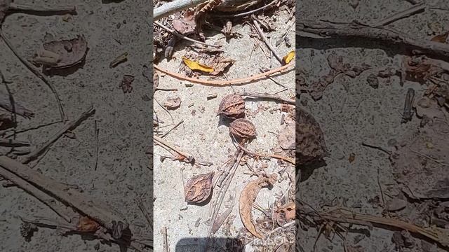 Маньчжурский орех смотреть онлайн