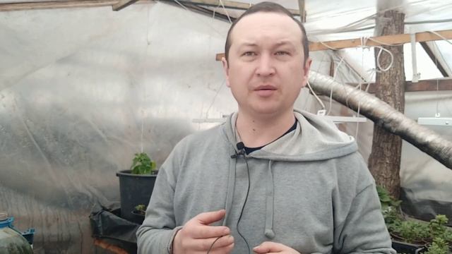 ЦВЕТОЧКИ У ЦИННЕРАРИИ. Торения Фурнье и Доротеантус маргаритковидный. Задолбал этот СНЕГ!!! смотреть онлайн
