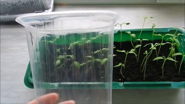 Что делать если рассада томатов сильно вытянулась.спасаем рассаду