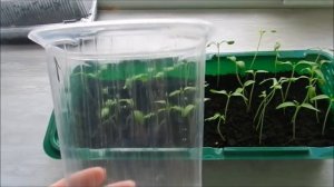 Что делать если рассада томатов сильно вытянулась.спасаем рассаду