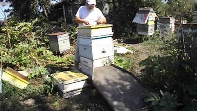 как отбирать у пчел мед, и не разозлить их ( часть 1 ) смотреть онлайн