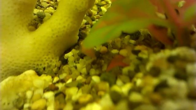 мальки акары бирюзовой 2 дня смотреть онлайн