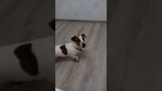 Джек Рассел терьер защищает квартиру смотреть онлайн