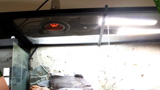 Powerful Infra-Red Reptile Heat Lamp. Arcadia Reptile 50w 'Deep Heat Projector' смотреть онлайн