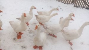 Жили у бабуси беленькие гуси...