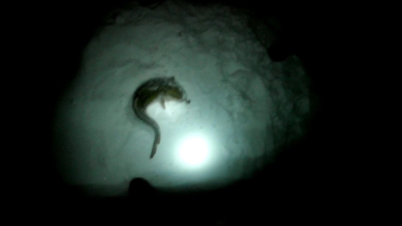 РЫБАЛКА.Пробный выезд на НАЛИМА.mp4 смотреть онлайн