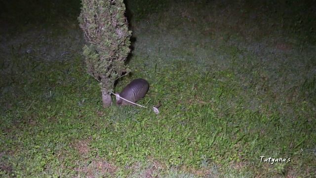 Невероятное животное БРОНЕНОСЕЦ - ARMADILLO (Ночной Гость)