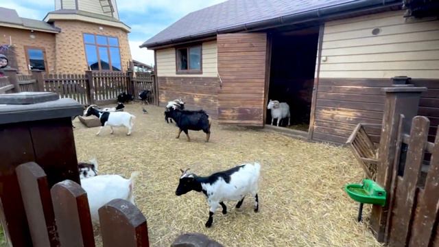 Влог в ЗООПАРКЕ...!!! Самая Дорогая Капуста в МИРЕ...!!! ✌️😉👍 смотреть онлайн