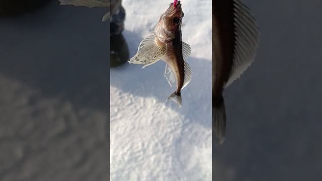 Рыбалка Байкал, Отдых?????? смотреть онлайн
