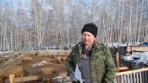 ЭКОНОМИКА СВИНОВОДСТВА.  БИО-ФЕРМА МАНГАЛИЦА