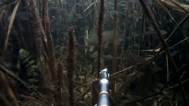 подводная охота.mp4 смотреть онлайн