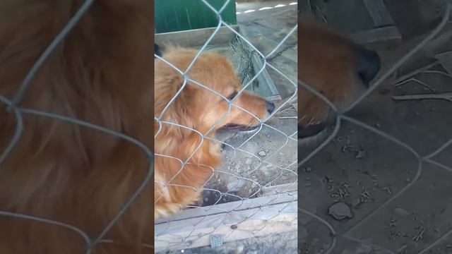 Мои животные снимают видео. смотреть онлайн