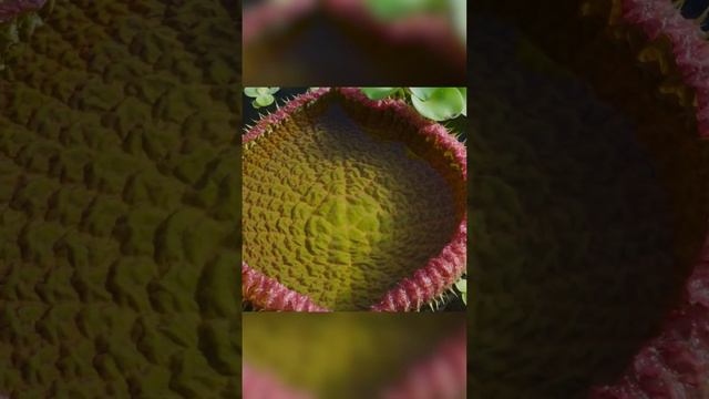 Водный монстр среди растений. Выживает всех смотреть онлайн