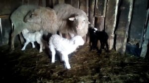 Новорожденные ягнята