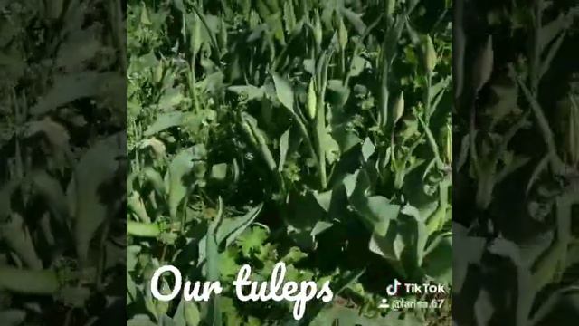 я подарю тебе цветы, цветы любви моей души и уведу тебя в свой рай,где будем только я и ты смотреть онлайн